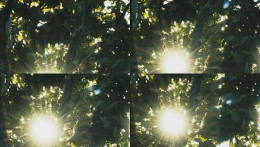 4K拍摄清晨阳光从树缝间穿过高清在线视频素材下载