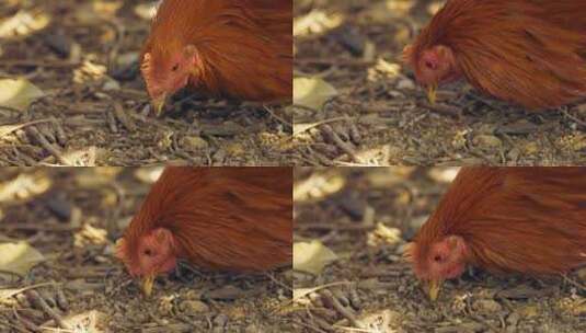 土鸡溜达鸡走地鸡生态养殖高清在线视频素材下载