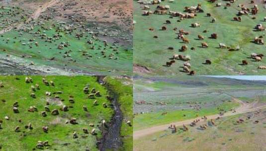 4K航拍新疆萨尔布拉克吃草的羊群高清在线视频素材下载