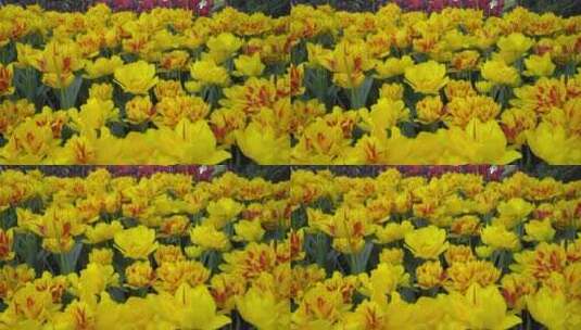 黄色花朵花海高清在线视频素材下载