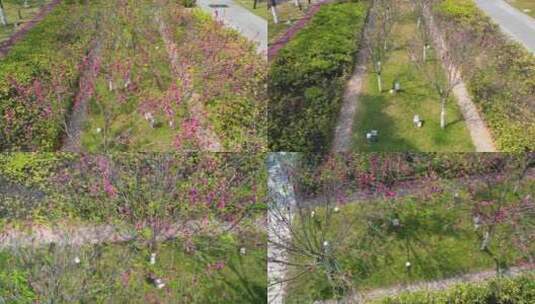 春天盛开的桃花航拍高清在线视频素材下载