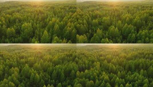 森林阳光自然风景生态环境高清在线视频素材下载
