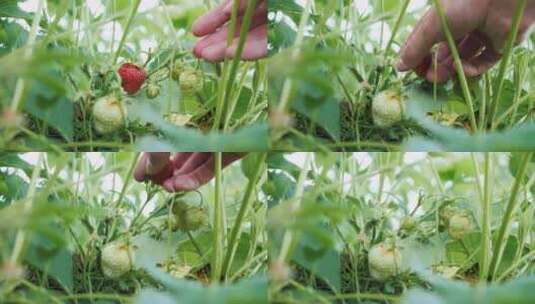 手采摘草莓高清在线视频素材下载
