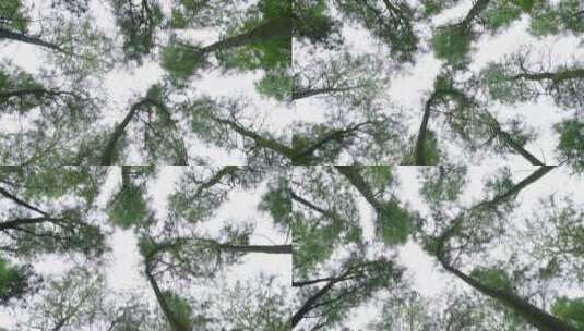 自然-树林-茂密-天空-仰视-旋转-全景高清在线视频素材下载