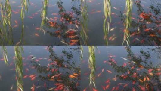 池塘 锦鲤高清在线视频素材下载