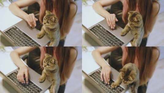 年轻女子在家用笔记本电脑和可爱的猫一起工高清在线视频素材下载