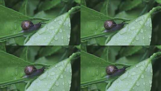 悠闲 蜗牛 缓慢爬行树叶雨水清新微距特写高清在线视频素材下载