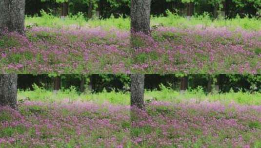 春天户外阳光下美丽的紫色野花汇成花海高清在线视频素材下载