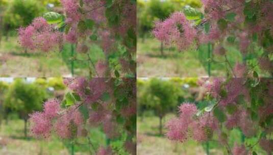 花草植物空镜素材——黄栌花高清在线视频素材下载