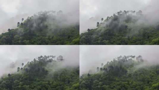 迷雾笼罩着山林高清在线视频素材下载