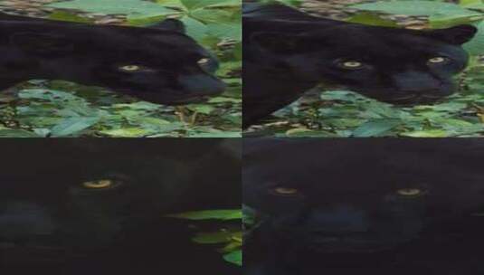 黑豹在自然界的美景高清在线视频素材下载