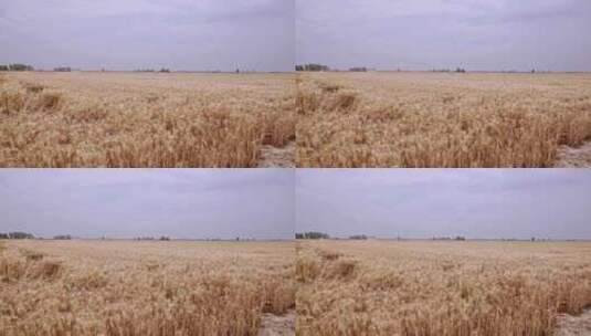被风吹倒的成熟小麦高清在线视频素材下载