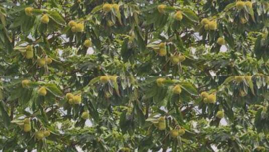 秋天果实板栗植物实拍高清在线视频素材下载