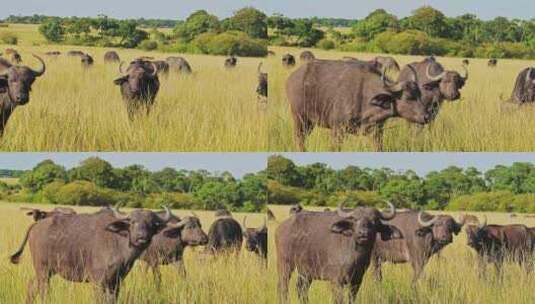 野生，Safari，非洲，热带草原高清在线视频素材下载