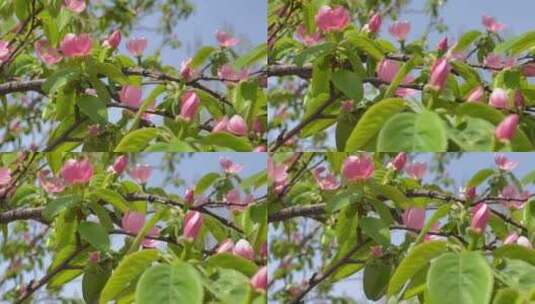 木瓜树粉色花高清在线视频素材下载