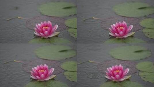 雨中水莲 莲花 睡莲 水莲高清在线视频素材下载