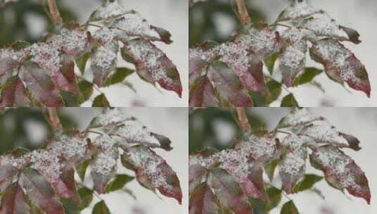 槲寄生，雪，雪花，飘落高清在线视频素材下载