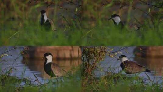 Spur Winged Lapwing，高清在线视频素材下载