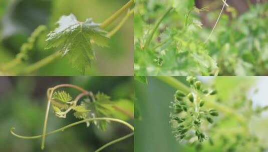 升格葡萄藤蔓发芽生长开花葡萄花4K素材高清在线视频素材下载