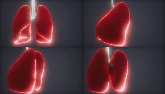 Loop 3d渲染人类肺部的医学精确动画高清在线视频素材下载