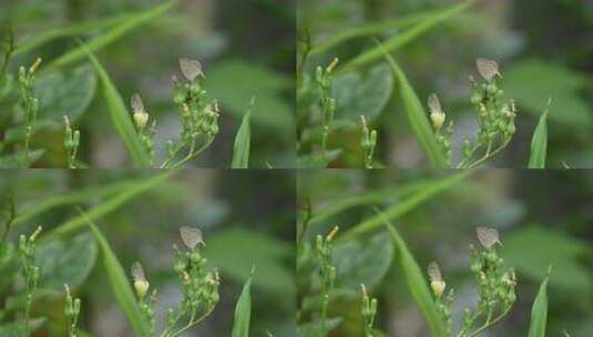 花朵上的蝴蝶实拍高清在线视频素材下载