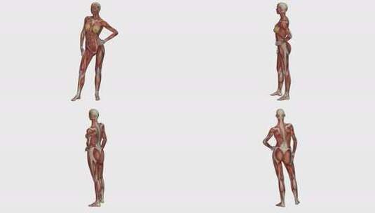 女性人体的解剖学3d动画。高清在线视频素材下载