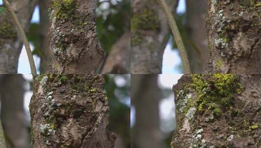 植物 树叶 自然 生态 大自然高清在线视频素材下载