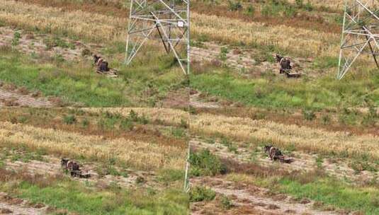 田野中马拉车场景高清在线视频素材下载