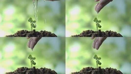 春天种子发芽浇水灌溉高清在线视频素材下载