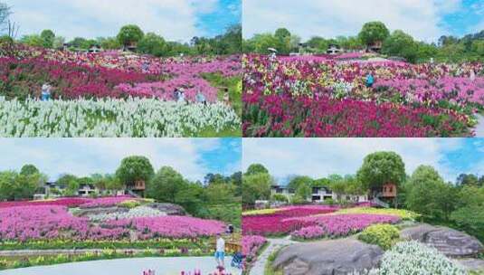 花海中游客赏花拍照场景高清在线视频素材下载