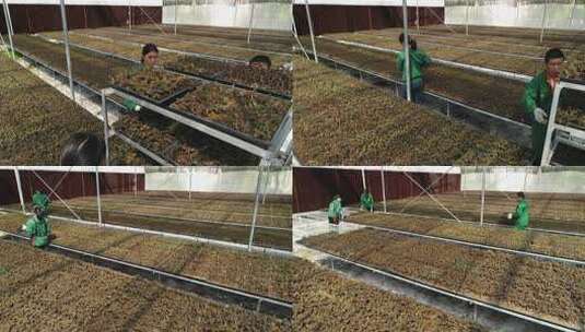 温室大棚内人员种植蔬菜高清在线视频素材下载