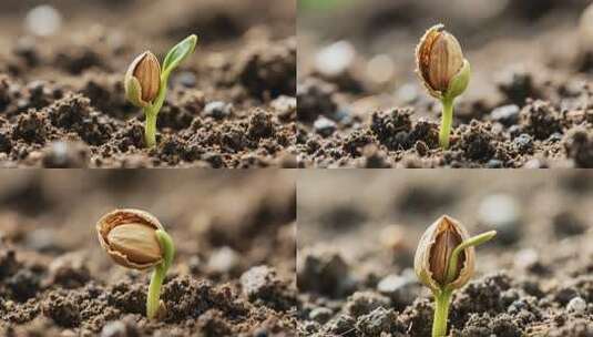 幼苗破土生长微距画面高清在线视频素材下载