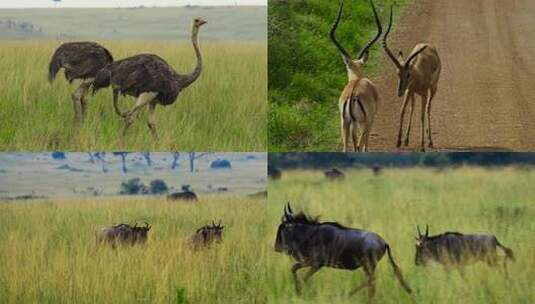 非洲肯尼亚野生动物高清在线视频素材下载