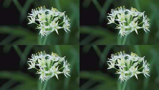 韭菜开花韭菜花花开延时4k60帧高清在线视频素材下载