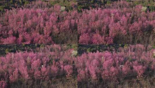 粉色花海的壮阔全景高清在线视频素材下载