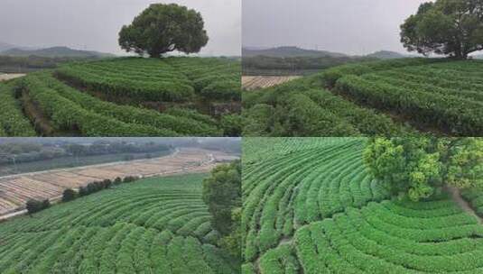 航拍茶园高清在线视频素材下载