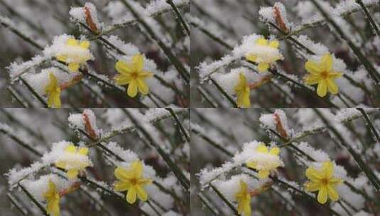 春天雪中的迎春花空境升格高清在线视频素材下载