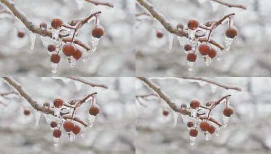 浆果上的雪融化高清在线视频素材下载