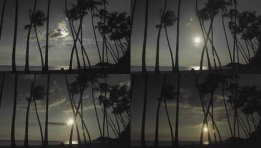 海边棕榈树景观延时高清在线视频素材下载