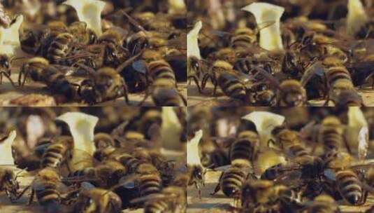 蜜蜂在蜂巢中的木框之间行走高清在线视频素材下载