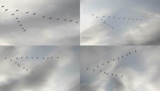 鸟在天空中飞翔高清在线视频素材下载