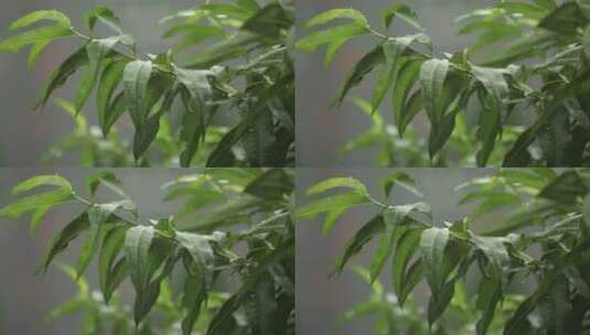 下雨雨雾雨滴打绿叶 (8)高清在线视频素材下载