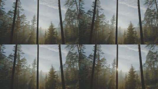 阳光穿过森林照射植物 高清在线视频素材下载