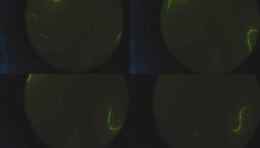 微生物宏观镜头高清在线视频素材下载