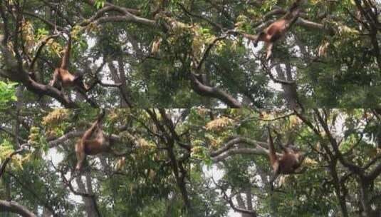 蜘蛛猴在树上玩耍高清在线视频素材下载