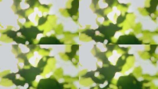 模糊的绿叶与镜头耀斑高清在线视频素材下载