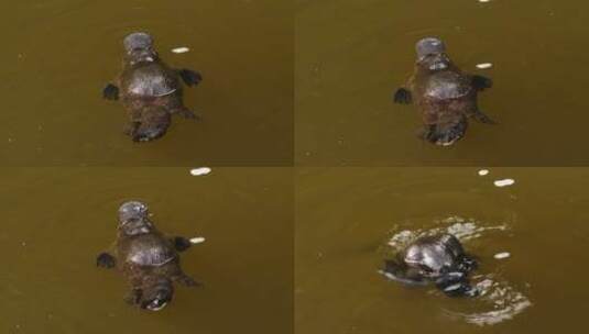 湖里游泳的鸭嘴兽高清在线视频素材下载