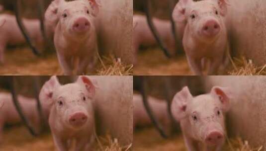 小猪的镜头特写高清在线视频素材下载