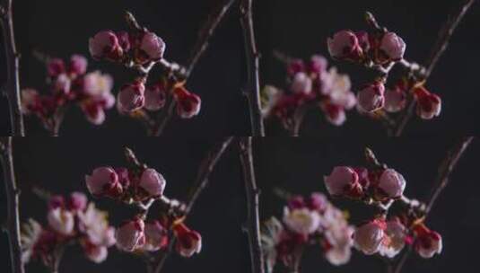 花朵开放的延时高清在线视频素材下载