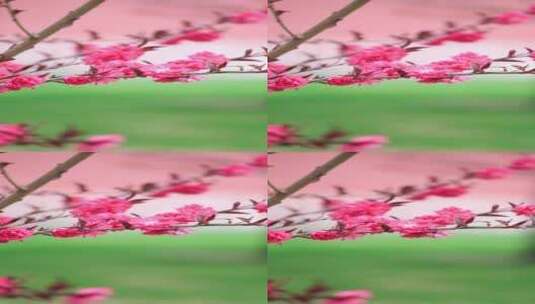 实拍春天北京故宫博物院内绽放的榆叶梅竖屏高清在线视频素材下载